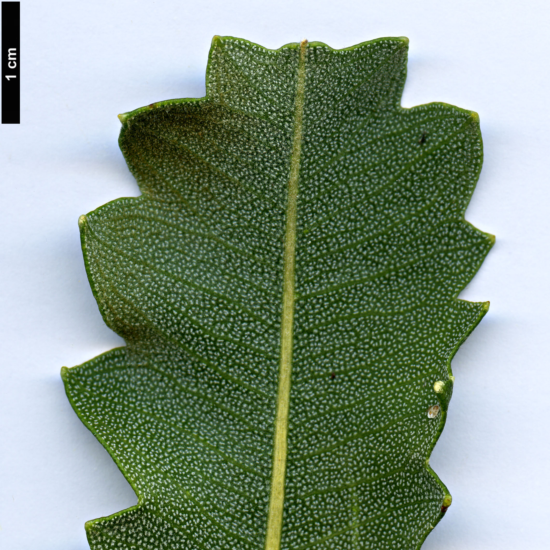 High resolution image: Family: Proteaceae - Genus: Banksia - Taxon: gardneri - SpeciesSub: var. gardneri